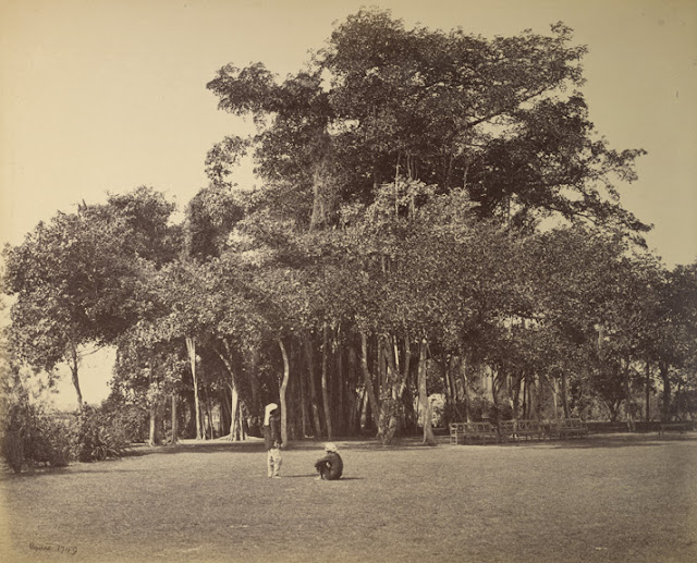 Banian+tree+in+Barrackpore+Park+-+1865.jpg