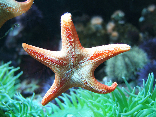 starfish+amazing+sea+animals+in+the+oceans+beaches+animal+attacksnews+picture.jpg
