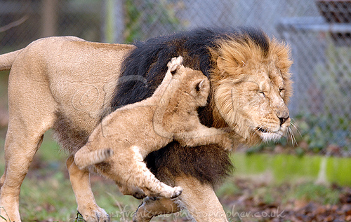 lion+cub.jpg