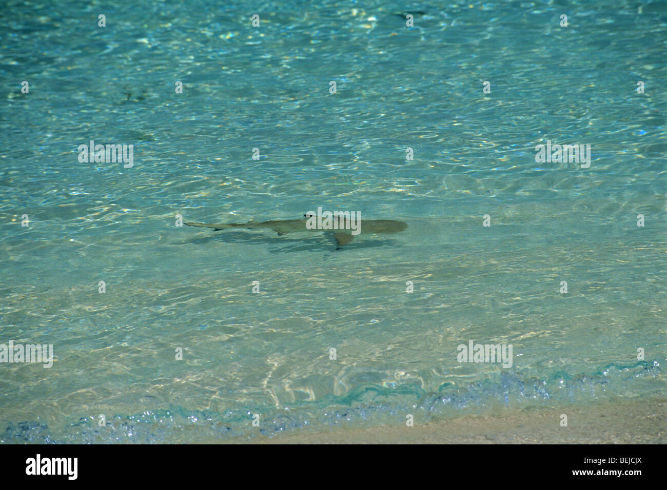 shark-farasan-island-red-sea-saudi-arabia-middle-east-BEJCJX.jpg