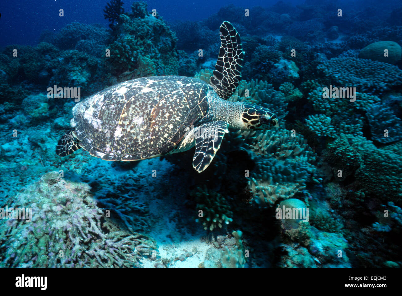 sea-turtle-farasan-island-red-sea-saudi-arabia-middle-east-BEJCM3.jpg