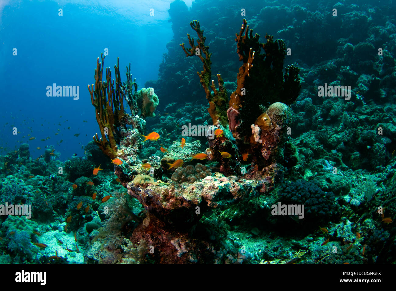 block-of-corals-at-a-reef-near-the-farasan-banks-in-the-red-sea-close-BGNGFX.jpg