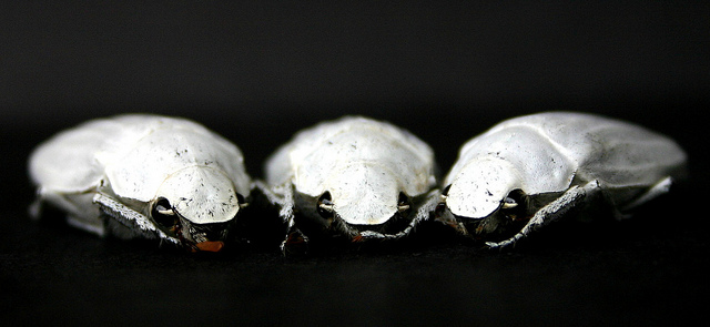 cyphochilus-beetle-blackest-material-ever-created.jpg