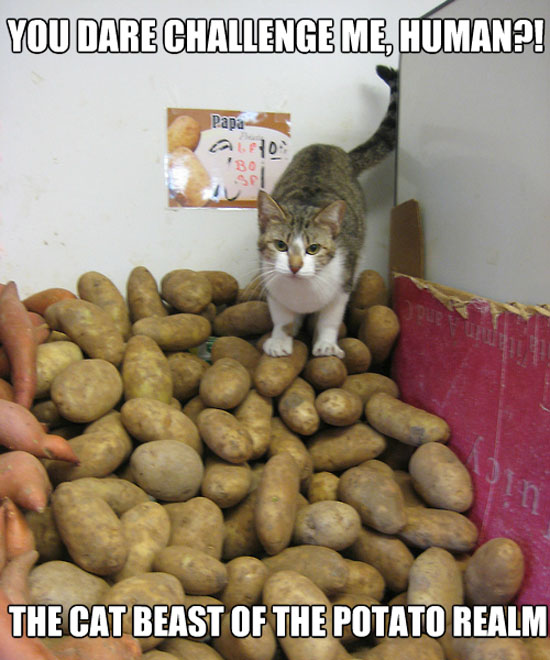 funny-pictures-cat-of-potato-realm.jpg