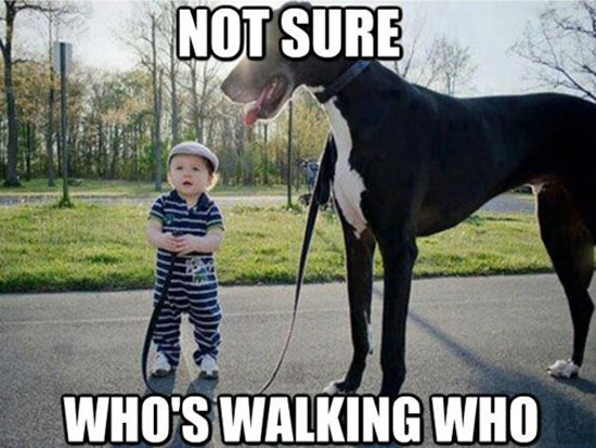funny-pictures-huge-dog-kid-whos-walking-who.jpg