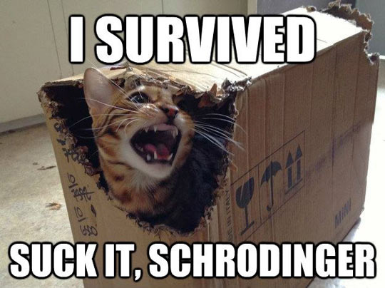funny-pictures-i-survived-schrodinger-cat.jpg