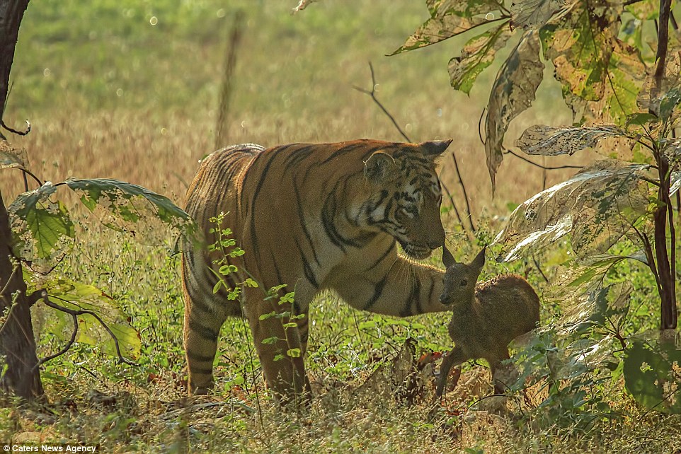 26EBAE5700000578-3007437-A_tiger_and_a_fawn_were_captured_playing_in_the_Tadoba_Andhari_T-a-26_1427118997747.jpg