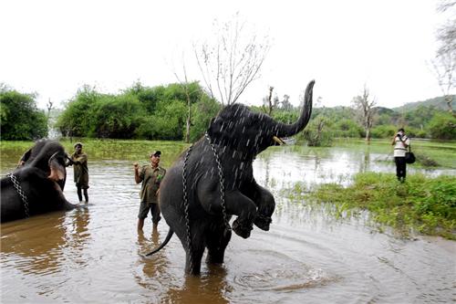 Elephant_in_Nagarhole_National_Park1.jpg