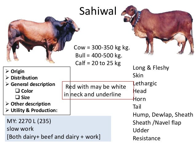 19-as-mahabub-cattle-breeds-16-638.jpg%3Fcb%3D1397401999