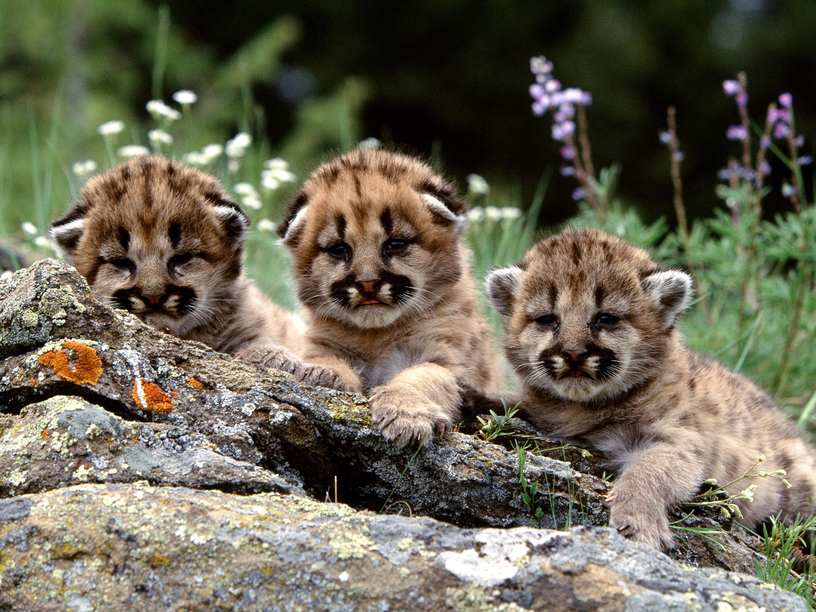 Cute-cubs-animal-cubs-28126737-1600-1200.jpg