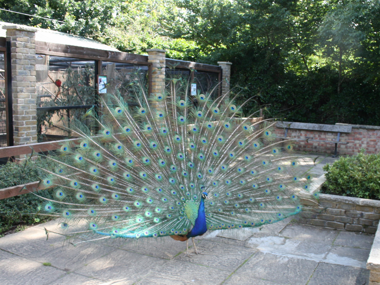 Indian_Blue_Peacock_42.jpg