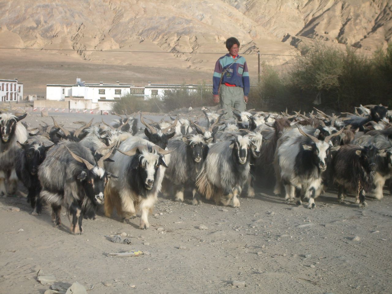 Tibetan_Goats.jpg