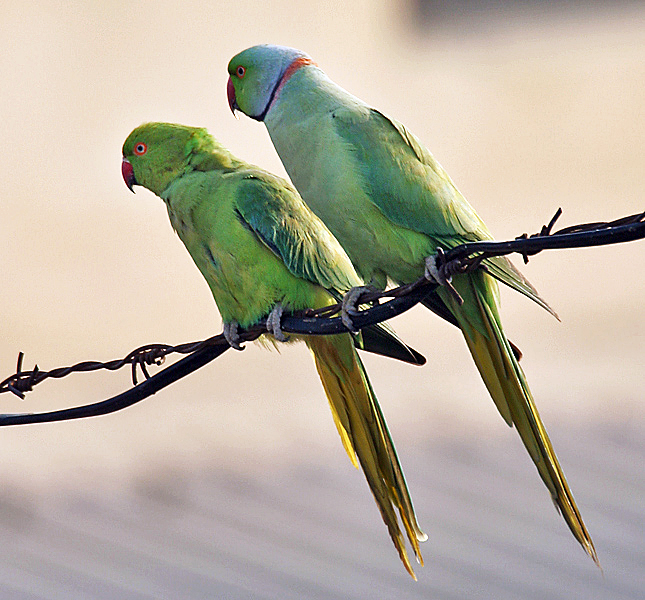 Rose-ringed_Parakeets_%28Male_%26_Female%29-_During_Foreplay_at_Hodal_I_Picture_0034.jpg