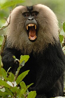 220px-Lion-tailed_macaque_canine.jpg