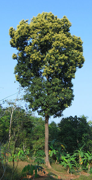 306px-Mango_tree_Kerala_in_full_bloom.jpg