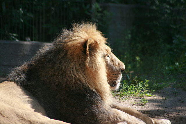 640px-Adult_Male_Asiatic_lion.jpg