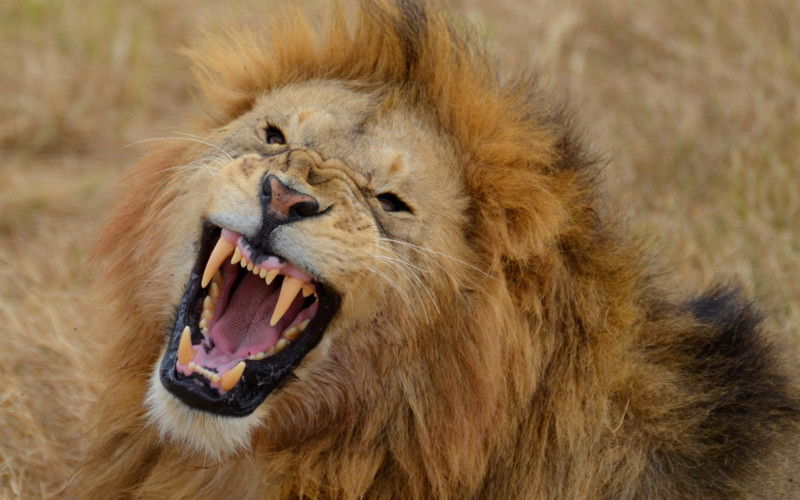 roaring-lion.jpg