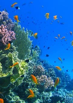 red-sea-reef.jpg
