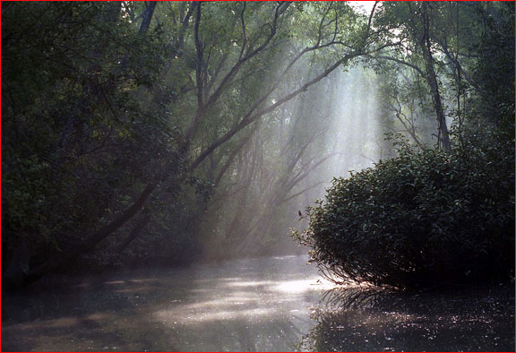 forest-rays.jpg