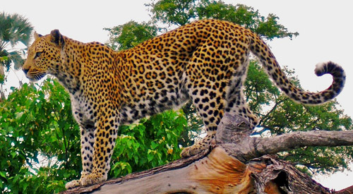 indian-leopard.jpg