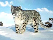 indian-snow-leopard.jpg