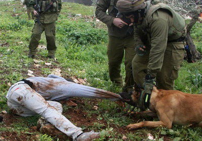 israel-dogs.jpg