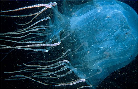 wwwsupiricom_sea-creatures-box-jellyfish.jpg