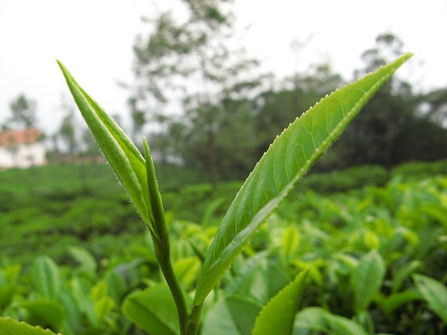 Nilgiri-Tea-Plantation.jpg