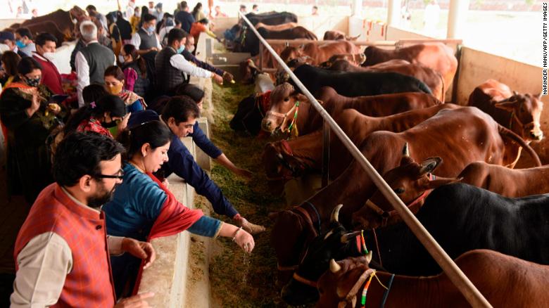 Hindu devotees from the International Society for Krishna Consciousness (ISKCON) worship cows on the outskirts of Amritsar on November 22, 2020. 