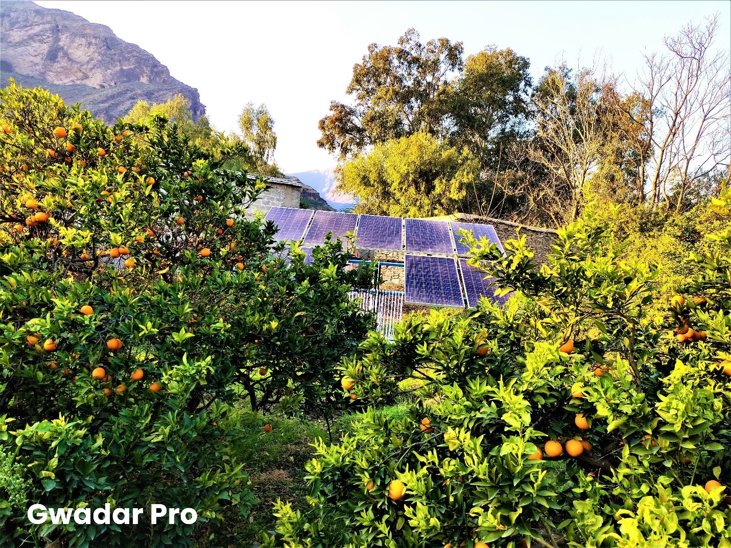CPEC-supported solar energy boosts Pakistani produce cultivation
