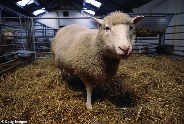 She was created through the same technique behind Dolly the sheep (pictured), the first mammal, cloned in Scotland in 1996, which is called somatic cell nuclear transfer. Dolly, however, was euthanized at six years old when she was found to have a lung tumor