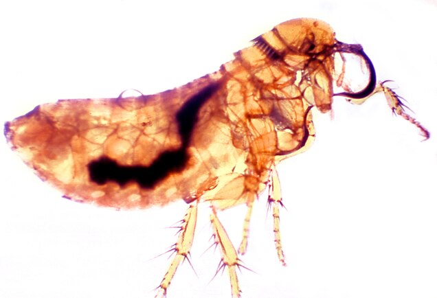 Picture of a flea, its gut darkened by the bacteria Yersinia pestis, the cause of plague.