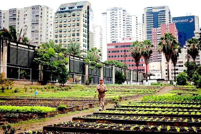 0db7a4875312ee29ecb077f9ca2c3df0--urban-agriculture-urban-farming.jpg