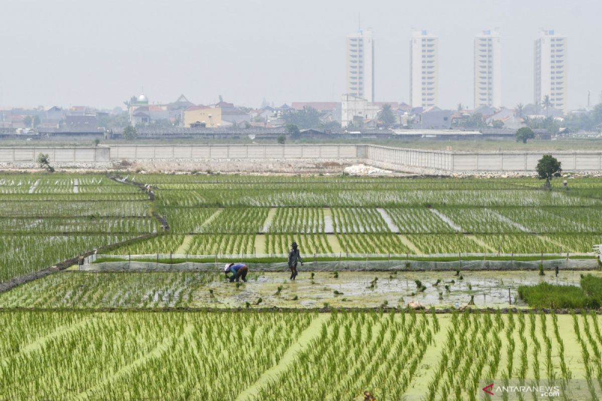 Jakarta's rice production peak throughout 2020 occurred in August