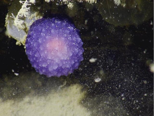 mysterious-purple-orb.jpg