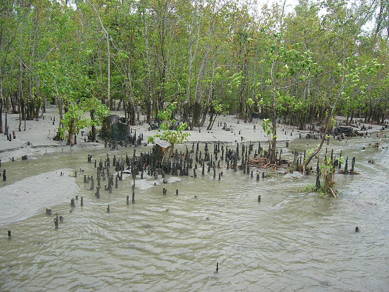 800px-Mangrove_Forest_in_Kuakata_Sea_Beach_Patuakhali_Bangladesh_%284%29.JPG