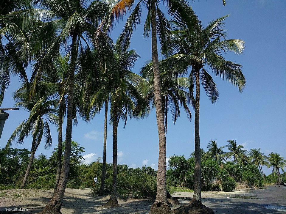 960px-Coconut_garden_Saint_Martins_Island.jpg