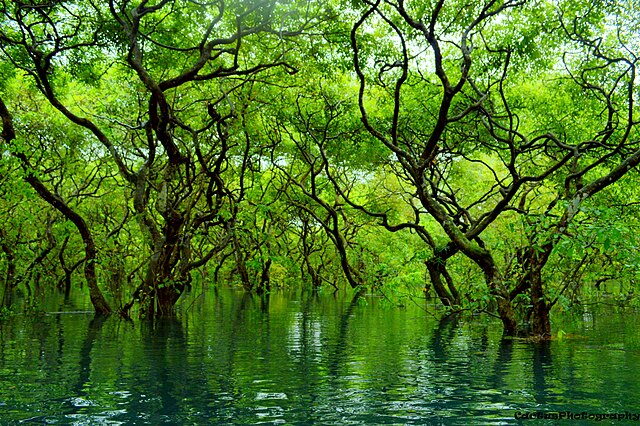 640px-Ratargul_Swamp_Forest%2C_Sylhet%2C_Bangladesh.jpg