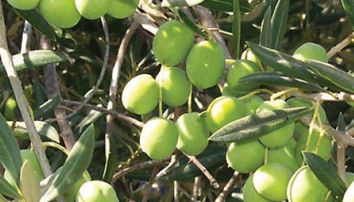 Tunisia offers expertise to boost olive plantation