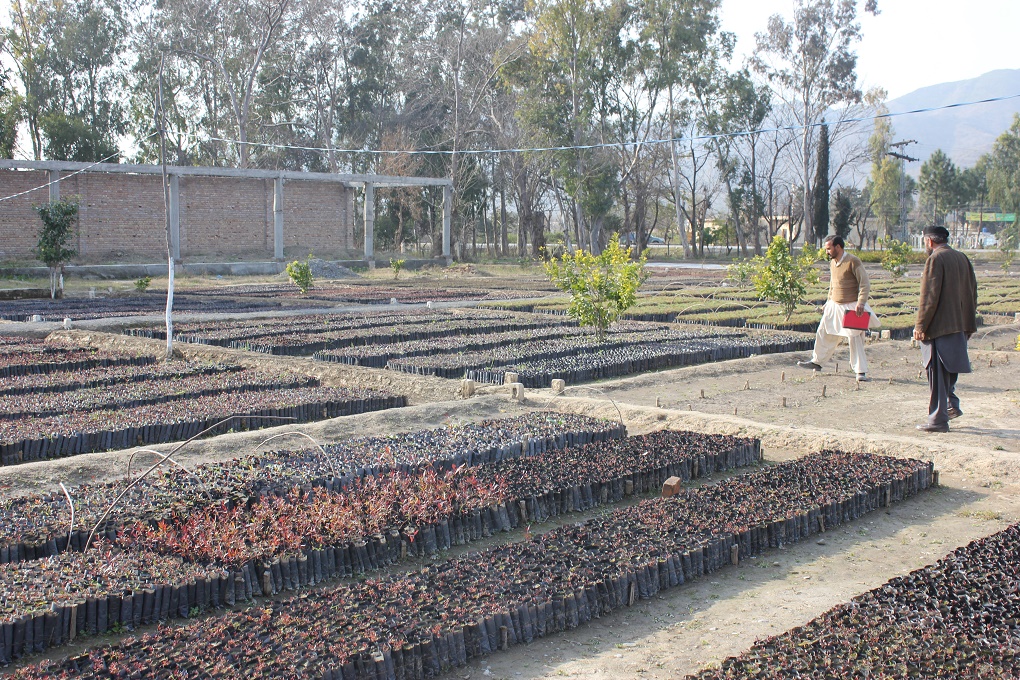 Chir-pine-and-Kachnar-saplings-are-ready-for-plantation-in-the-Haripur-nursery-1.jpg