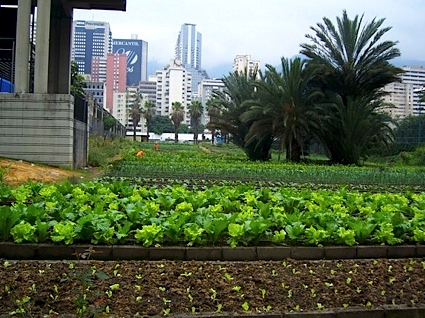 urban-farm-caracas.jpg