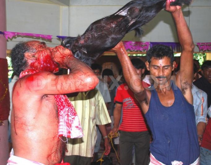 1253970570-animal-sacrificed-during-durga-puja-celebration_148880.jpg