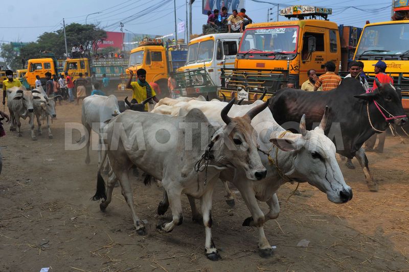 1320427851-the-eid-cattle-markets-of-dhaka_910697.jpg