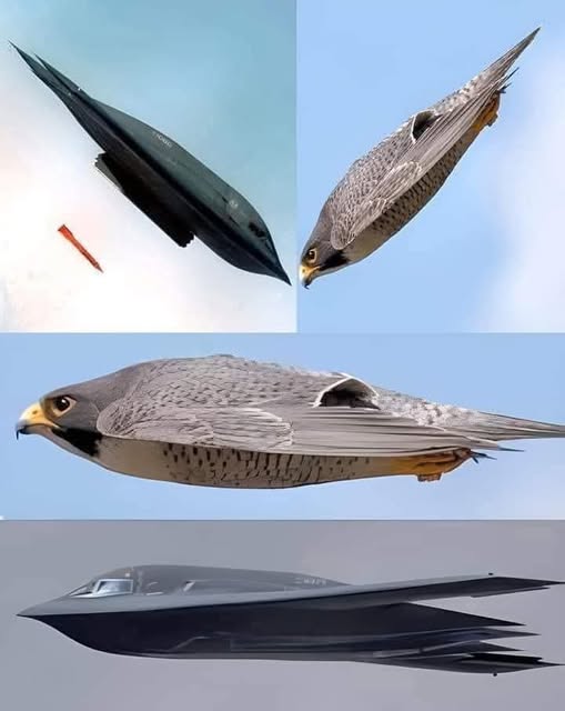 1738065431188.jpeg
