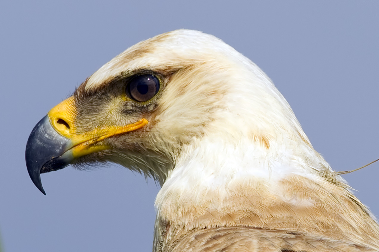2011-tawny-eagle-closeup.jpg