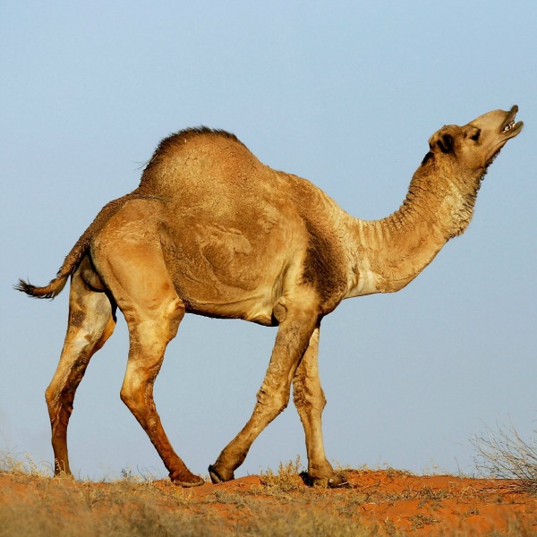 323606-camel-getty-images.jpg