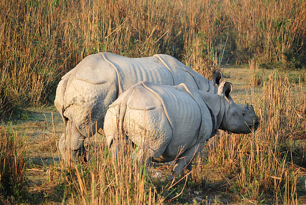 600px-KAZIRANGA.jpeg