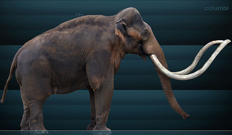 800px-Mammuthus_columbi_Sergiodlarosa[1].jpg