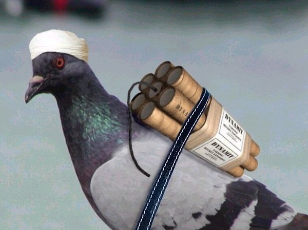 a.aaa-a-new-pigeon-bomb[1].jpg