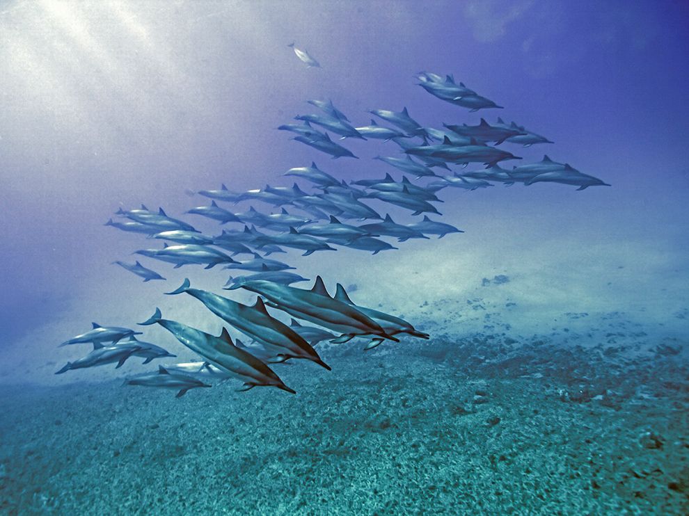 A pod of spinner dolphins swims off Makua Beach, Hawaiidolphins-pod-hawaii_91005_990x742.jpg